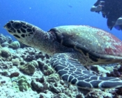 Hawksbill turtle swimming, Manadhoo House Reef, Noonu Atoll, Maldives. Image.