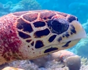 Hawksbill turtle face, Makunudhoo Reef, North Malé Atoll, Maldives. Image.