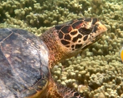 Adopt HK6607 Adopt a turtle. Image.