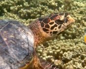 Hawksbill turtle side profile looking at camera, Coral Garden, Lhaviyani Atoll, Maldives. Image.