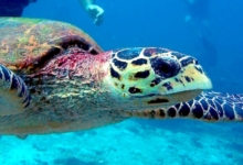 Hawksbill turtle looking at camera, Albatross, Félicité, Seychelles. Image.