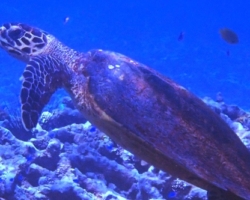 Adopt a turtle. Image.