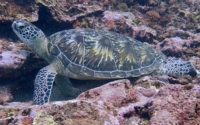 Bomma, green turtle, adopted by Mees for Lily. Juvenile green turtle resting on a reef in Jadini, Kenya. Image.