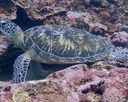 Adopt G1210 Adopt a turtle. Image.