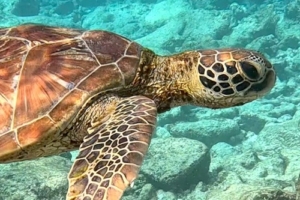 Juvenile green turtle swimming over Kurumba House Reef, North Malé Atoll, Maldives. Image.
