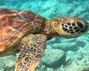 Juvenile green turtle swimming over Kurumba House Reef, North Malé Atoll, Maldives. Image.