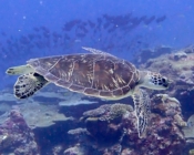 Green turtle swimming above a reef, Gaadhoo Corner, Laamu Atoll, Maldives. Image.