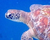 Juvenile green turtle swimming at Kuredu Caves. in Lhaviyani Atoll, Maldives. Image.