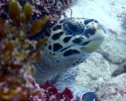 Adopt H128 Adopt a turtle. Image.