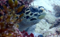 Winston Turtle, Hawksbill, adopted for Year 5 Chesterton Primary Juvenile hawksbill turtle peeking out from behind a coral in Galu, Kenya. Image.
