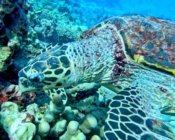 Hawksbill turtle foraging, Medhafushi House Reef, Noonu Atoll, Maldives. Image.