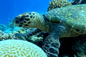 Juvenile hawksbill on Medhafushi House Reef in Noonu Atoll, Maldives.