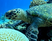 Juvenile hawksbill on Medhafushi House Reef in Noonu Atoll, Maldives.