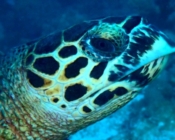 Hawksbill turtle facial profile, Makunudu Giri, North Malé Atoll, Maldives. Image.