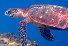 Hawksbill, turtle swims over reef, Ave Maria, Praslin, Seychelles. Image.
