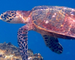 Adopt HS285 Adopt a turtle. Image.