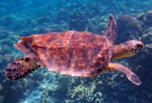 Hawksbill turtle swimming over the reef, Grande Soeur, Félicité, Seychelles. Image.