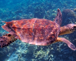 Adopt HS286 Adopt a turtle. Image.