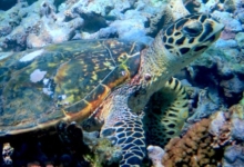 Juvenile hawksbill on a reef in Ile Coco, Félicité, Seychelles. Image.