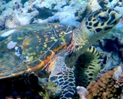 Adopt HS293 Adopt a turtle. Image.