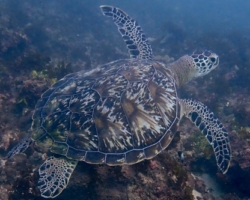 Adopt a turtle. Image.