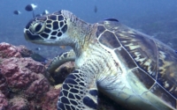 Bertil, green turtle, adopted by Annika Green turtle on a rock, Milele, Kenya. Image.