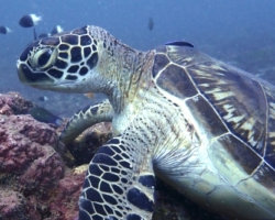 Adopt a turtle. Image.