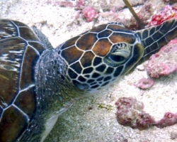 Adopt G1212 Adopt a turtle. Image.