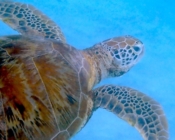 Green turtle swimming, Dhuni Kolhu House Reef, Baa Atoll, Maldives. Image.