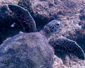 Green turtle swimming, Madi Gaa, North Malé Atoll, Maldives. Image.