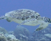 Green turtle swimming above a reef, Hithadhoo Inside, Laamu Atoll, Maldives. Image.