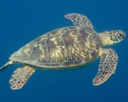 Adopt a turtle. Image.