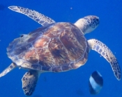 Green turtle swimming in the blue, Kuredu Caves, Lhaviyani Atoll, Maldives. Image.