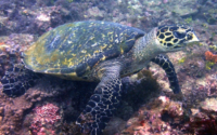 Gonço, hawksbill, adopted Hawksbill turtle, Mwanyaza, Kenya. Image.