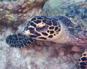 Hawksbill turtle looking at the camera, Gemana Faru, Raa Atoll, Maldives. Image.