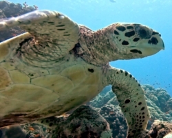 Adopt HK6655 Adopt a turtle. Image.