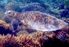 Hawksbill turtle swimming over coral reef, Grand Anse, Félicité, Seychelles. Image.