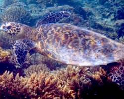 Adopt a turtle. Image.
