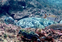 Adopt a turtle. Image.