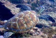 Adopt a turtle. Image.