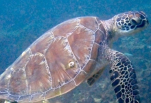 Adopt a turtle. Image.