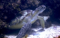 Boundless, green turtle, adopted by
Julia Minsky-Kern for Carley Green turtle, Milele, Kenya. Image.