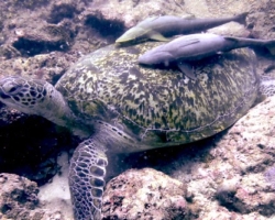 Adopt G1215 Adopt a turtle. Image.