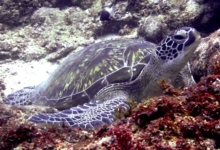 Adopt a turtle. Image.