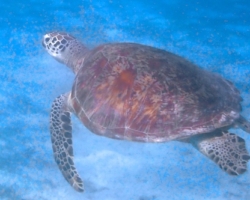 Adopt GR2047 Adopt a turtle. Image.