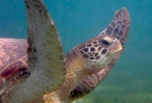 Adopt a turtle. Image.