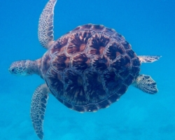 Adopt a turtle. Image.