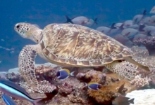 Adopt a turtle. Image.
