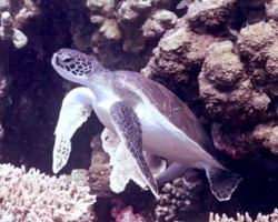 Adopt a turtle. Image.