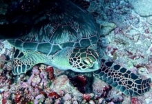 Adopt a turtle. Image.